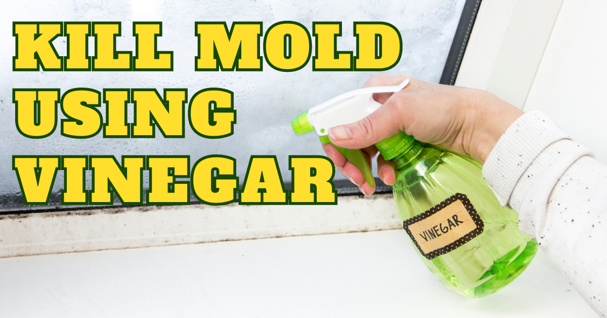 kill mold using vinegar