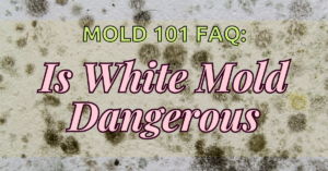 is white mold dangerous