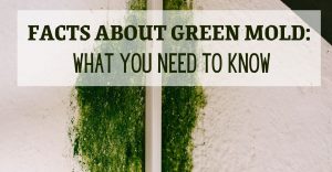 Facts about Green Mold What You Need to Know